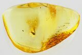 Fossil Fungus Beetle (Latridius alexeevi) in Baltic Amber #372534-1
